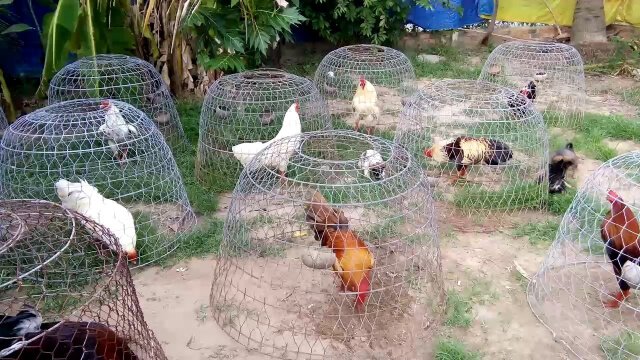 cách đổ gà đá