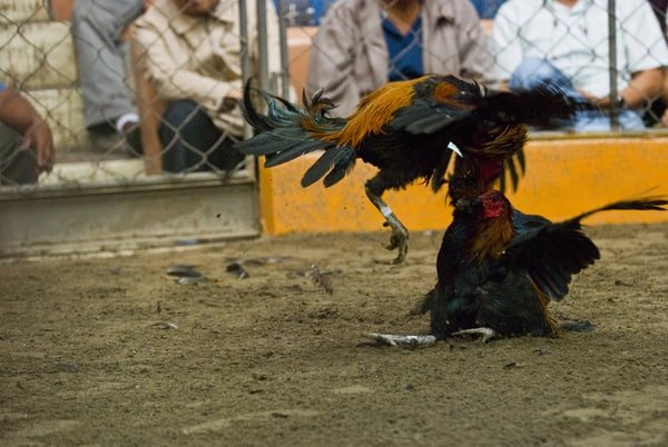đá gà peru